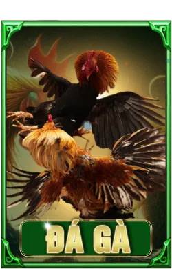 Icon đá gà XIN88