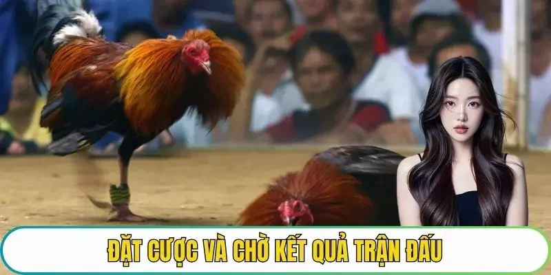 Đặt cược và chờ kết quả trận đấu đá gà Philippines