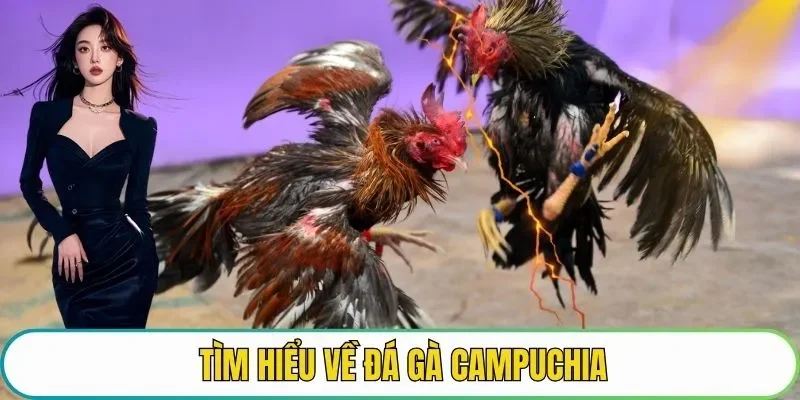 Tìm hiểu về đá gà Campuchia