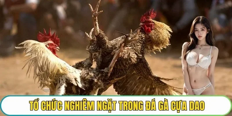 Tổ chức nghiêm ngặt trong đá gà cựa dao